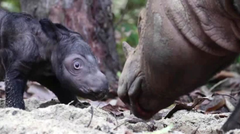 Sumatra-Nashörner – seltener Dickhäuter-Nachwuchs in Indonesien sorgt für Begeisterung