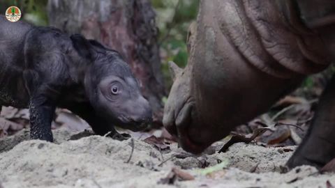 Aktuelle Zählung: Kampf gegen Wilderei – In Afrika leben wieder mehr Nashörner