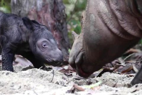 Sumatra-Nashörner – seltener Dickhäuter-Nachwuchs in Indonesien sorgt für Begeisterung