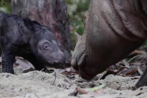 Sumatra-Nashorn: Seltener Dickhäuter-Nachwuchs in Indonesien sorgt für Begeisterung