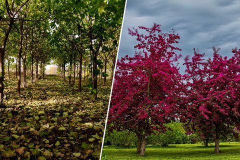 Turbo-Pflanze Kiribaum: Dieser Baum wächst bis zu 1 Meter pro Woche