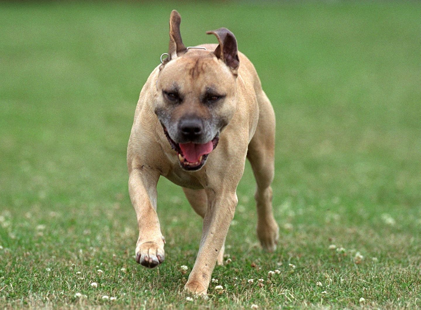 Österreich Joggerin von Kampfhund tödlich verletzt nun soll das