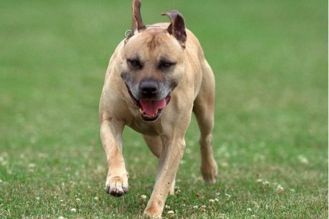 American Staffordshire Terrier