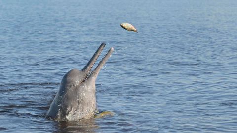 Flussdelfin jagt im Amazonas