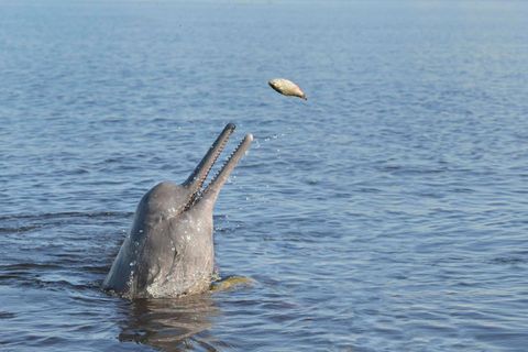 Flussdelfin jagt im Amazonas