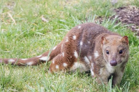 Ein Riesenbeutelmarder (Archivfoto)