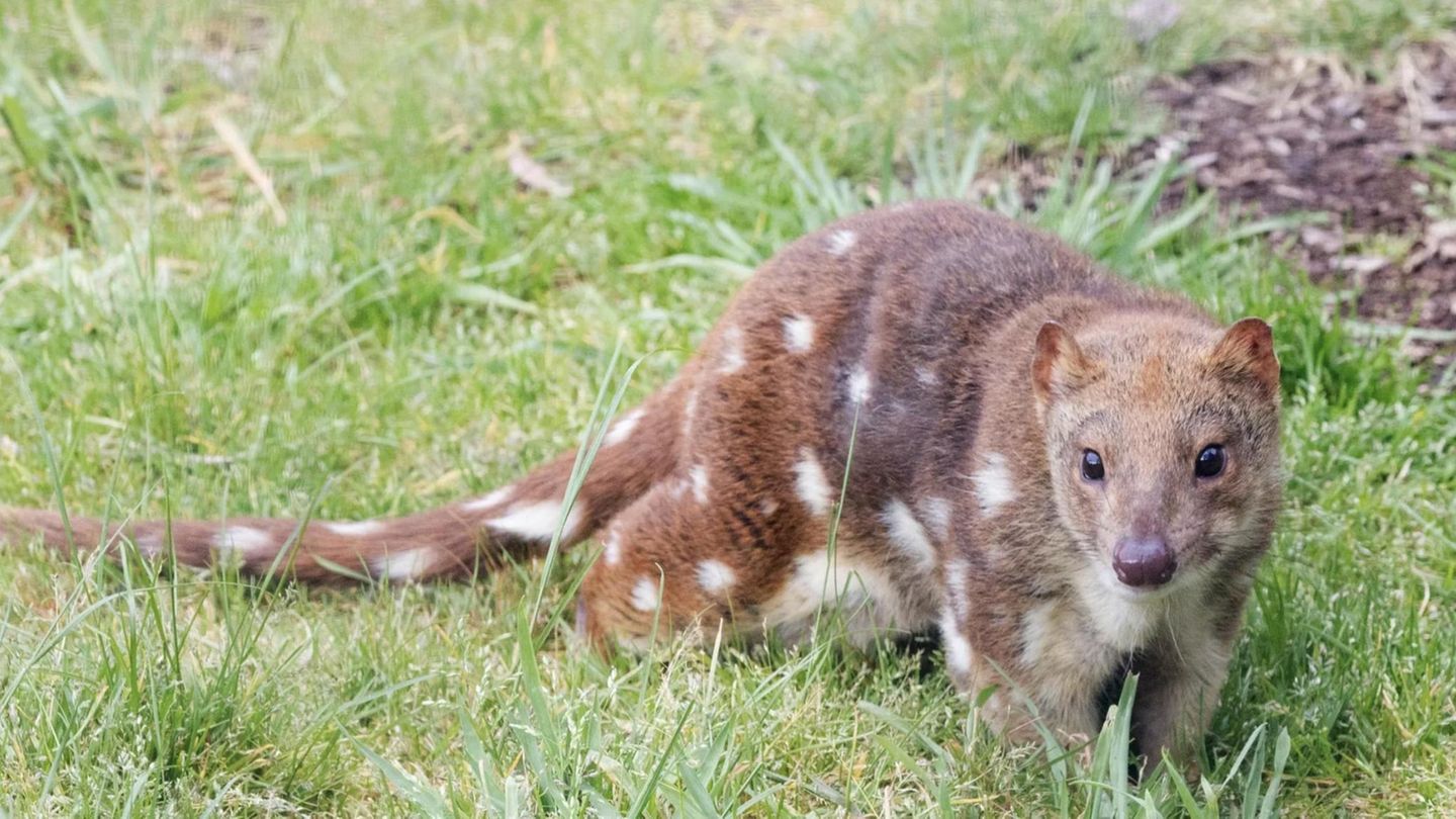 Ein Riesenbeutelmarder (Archivfoto)
