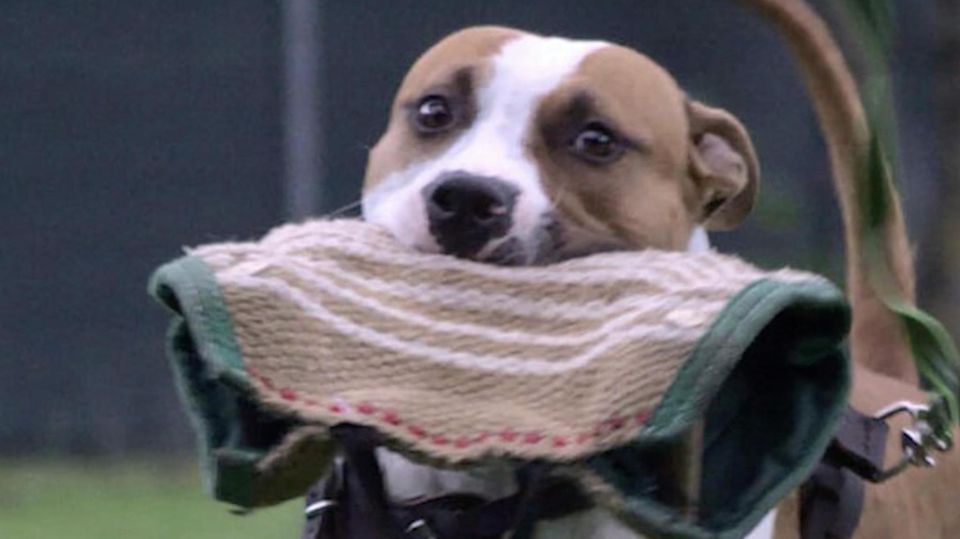 Österreich: Nachbar berichtet von brutalem Kampfhund-Angriff auf Joggerin