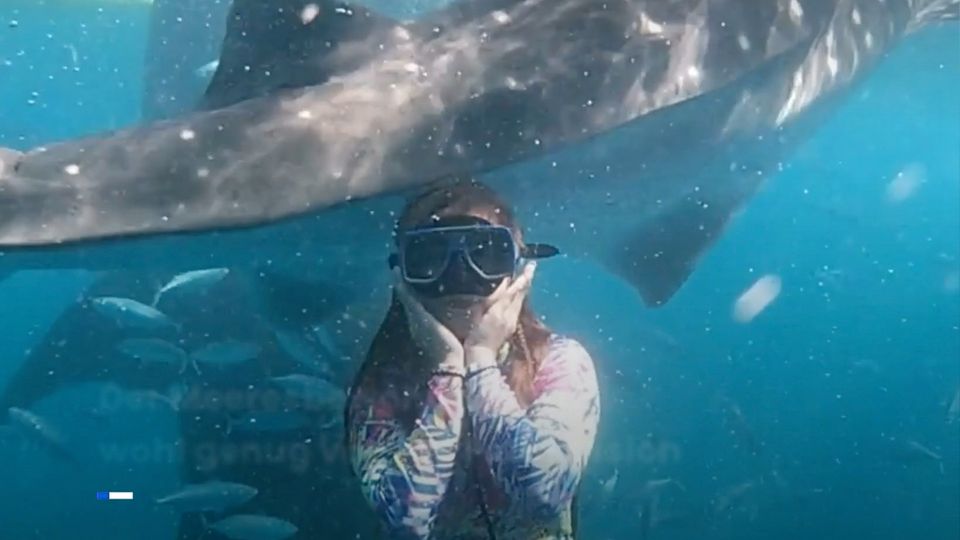 Taucherin posiert für Foto mit gewaltigem Walhai – dann hat der Riese genug Taucherin posiert für Foto mit gewaltigem Walhai – dann hat der Riese genug