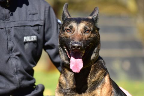 Polizeihund Symbolbild