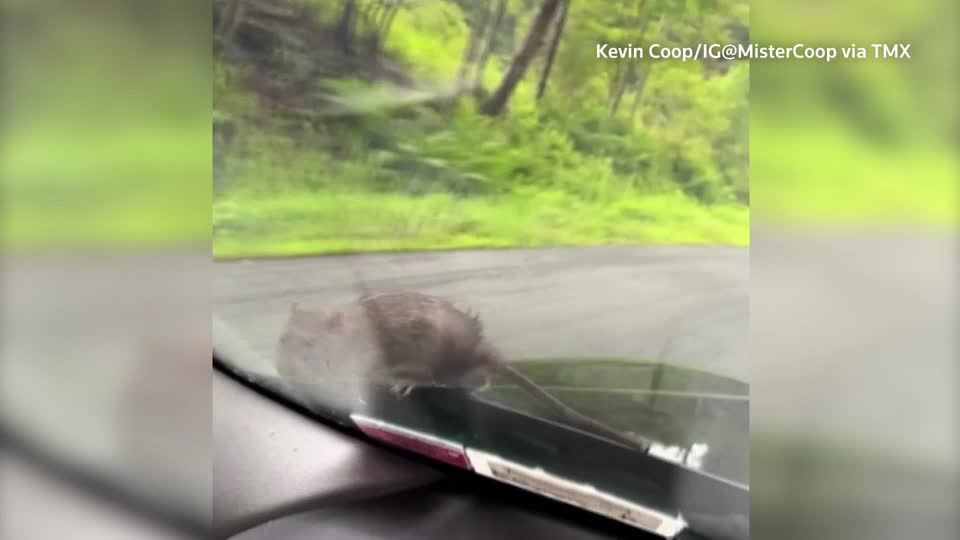 Video: Tierischer "Tramper"