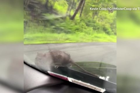 Video: Tierischer "Tramper"