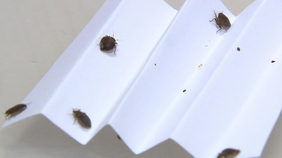 Bettwanzen-Plage: Reporterin verrät, wie man sie los wird Bettwanzen-Plage: Reporterin verrät, wie man sie los wird