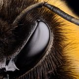 Heidi und Hans-Jürgen Koch, 2016: Dunkle Erdhummel (Bombus terrestris)  Hier abstimmen: www.stern.de/voting75