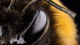 Heidi und Hans-Jürgen Koch, 2016: Dunkle Erdhummel (Bombus terrestris)  Hier abstimmen: www.stern.de/voting75