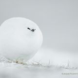 Ein Moorschneehuhn ist so aufgeplustert, dass es wie ein Schneeball aussieht