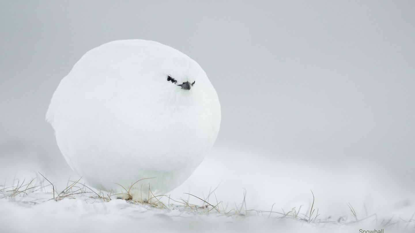 Ein Moorschneehuhn ist so aufgeplustert, dass es wie ein Schneeball aussieht