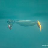 Ein Papageientaucher schwimmt waagrecht halb über, halb unter Wasser