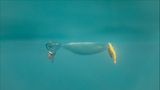 Ein Papageientaucher schwimmt waagrecht halb über, halb unter Wasser