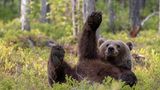 Ein Braunbär wälzt sich auf dem Rücken und winkt dabei mit den Pfoten