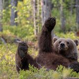 Ein Braunbär wälzt sich auf dem Rücken und winkt dabei mit den Pfoten