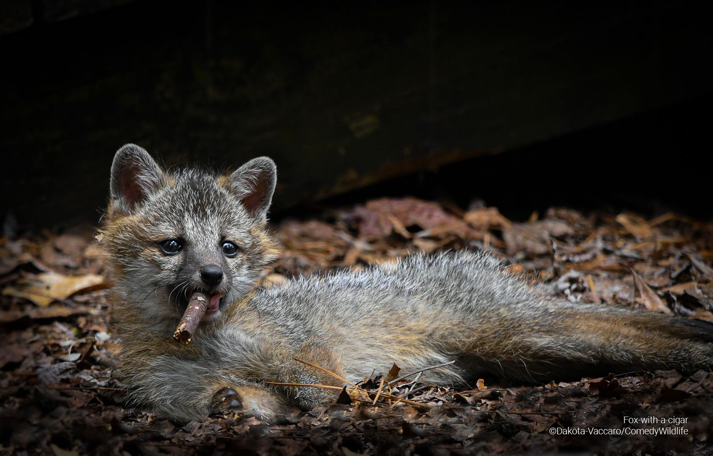 Ein junger Graufuchs hat einen Stock im Maul, der aussieht wie eine Zigarre.