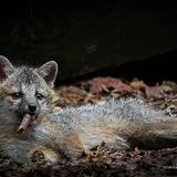 Ein junger Graufuchs hat einen Stock im Maul, der aussieht wie eine Zigarre.