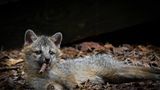 Ein junger Graufuchs hat einen Stock im Maul, der aussieht wie eine Zigarre.