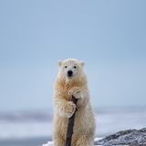 Ein kleiner Eisbär stützt sich auf einen Ast wie ein alter Mann auf seinen Gehstock