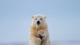 Ein kleiner Eisbär stützt sich auf einen Ast wie ein alter Mann auf seinen Gehstock