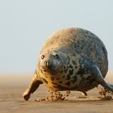 Eine Kegelrobbe hüpft über den Strand und sieht aus, als würde sie schweben