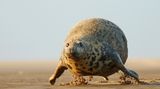 Eine Kegelrobbe hüpft über den Strand und sieht aus, als würde sie schweben