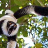 Eine Kragenmaki stürzt sich mit wildem Schrei vom Baum herab