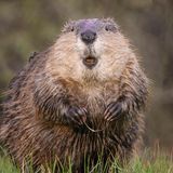 Ein Biber hält einen Grashalm in den Pfoten, den er als Zahnseide benutzt