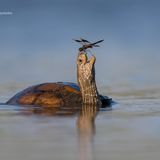 Eine Libelle sitzt auf dem Kopf einer Sumpfschildkröte