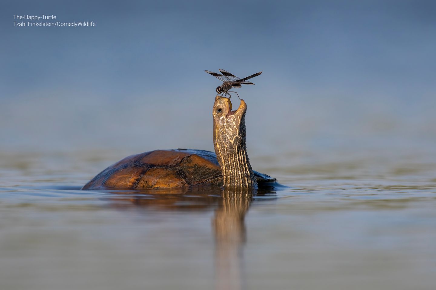 Eine Libelle sitzt auf dem Kopf einer Sumpfschildkröte