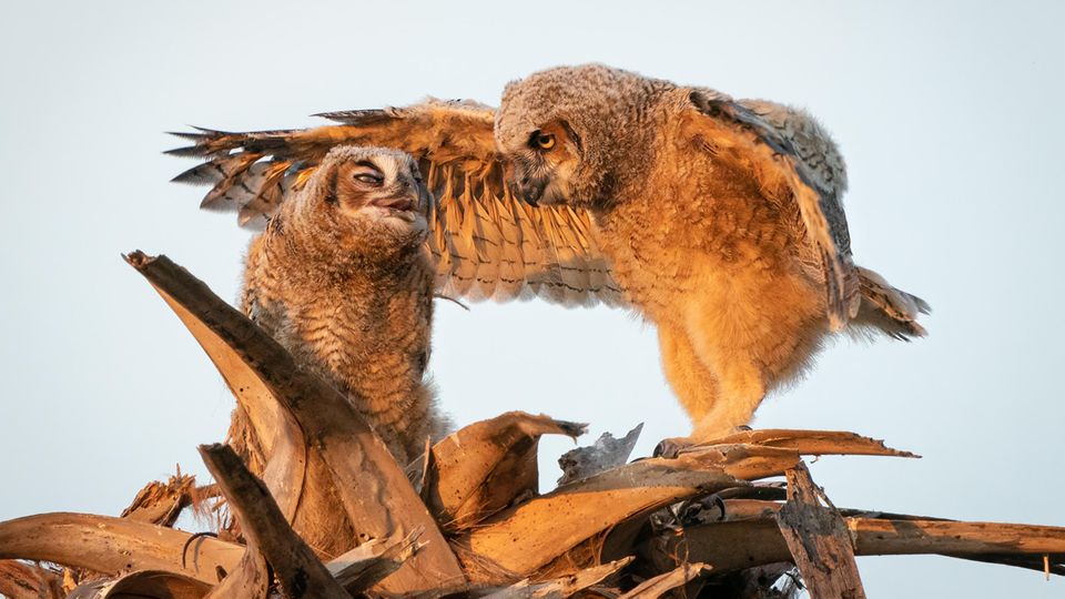 Comedy Wildlife Photography Award Die Lustigsten Tierfotos Des Jahres Sternde 3998