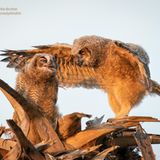 Zwei Uhus sitzen im Nest und sehen aus, als würden sie diskutieren