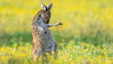 Ein Känguru steht auf einer Wiese und scheint Luftgitarre zu spielen