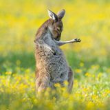 Ein Känguru steht auf einer Wiese und scheint Luftgitarre zu spielen