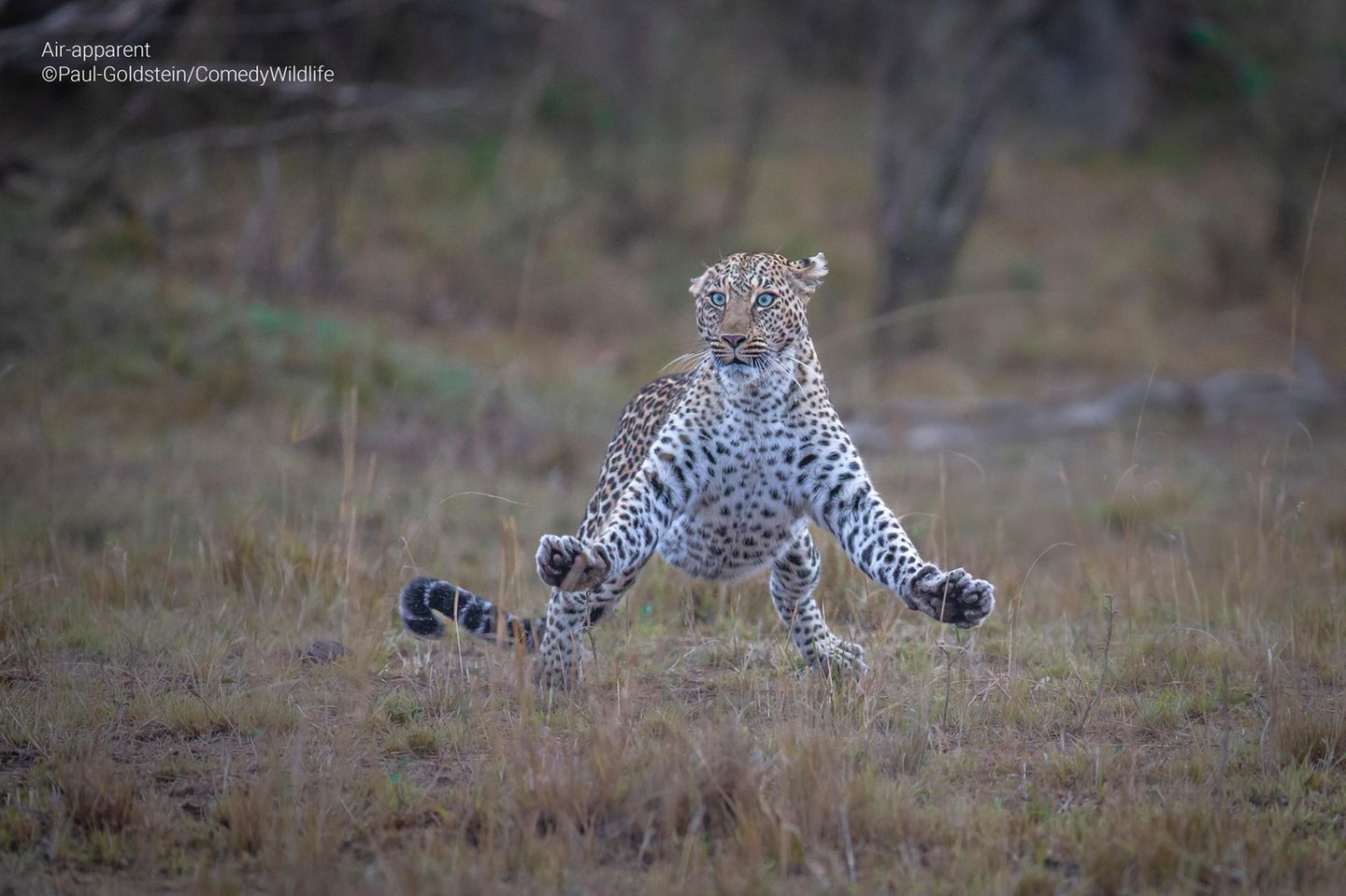 Eine Leoparden-Dame springt mit empörtem Blick in die Luft