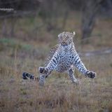 Eine Leoparden-Dame springt mit empörtem Blick in die Luft