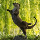 Ein Otter tanzt wie eine Ballerina auf einem Bein
