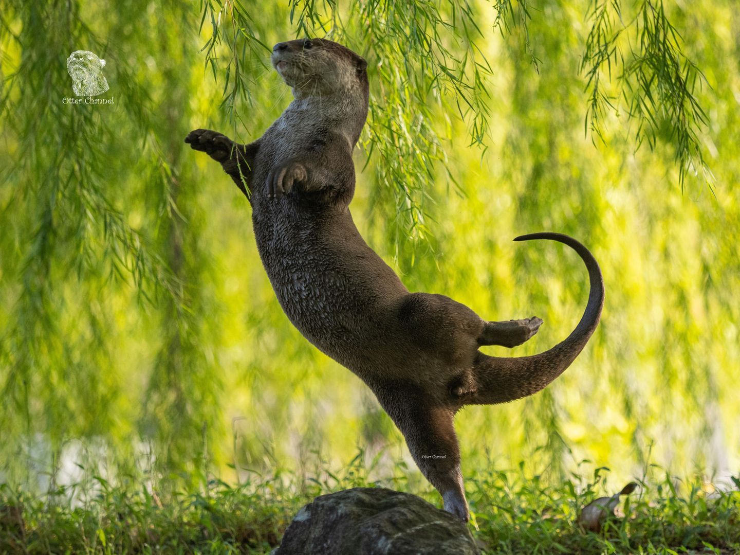 Ein Otter tanzt wie eine Ballerina auf einem Bein