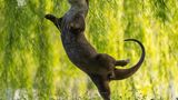 Ein Otter tanzt wie eine Ballerina auf einem Bein
