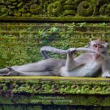 Ein Javaneraffe liegt wie ein Dandy auf einer Steinbank und spielt mit seinem Schwanz