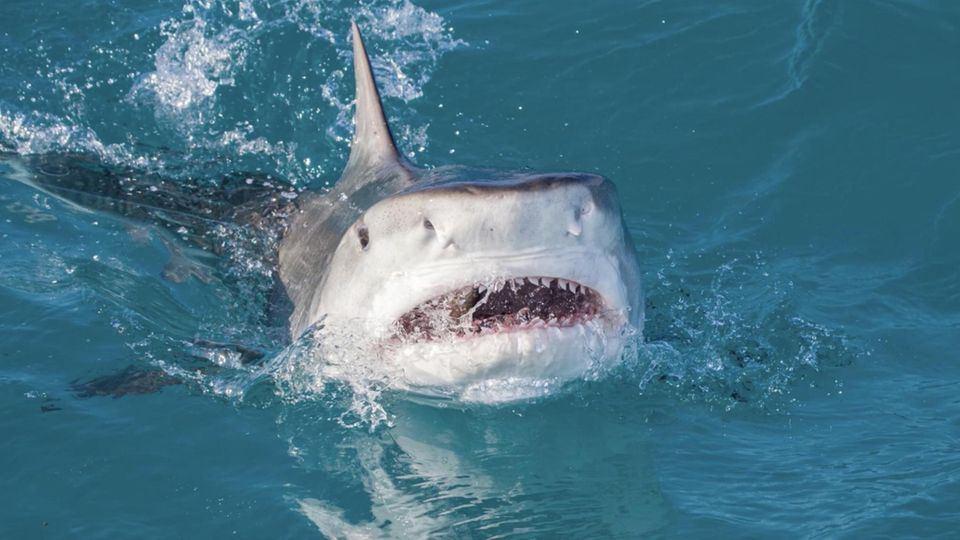 Wilde Jagd: Spektakuläre Drohnenaufnahmen im Video: Hai legt sich mit einem Schwarm Stachelrochen an