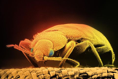Eine Wanze mit Beinen und großen Augen: Aufnahme mit einem Rasterelektronenmikroskop