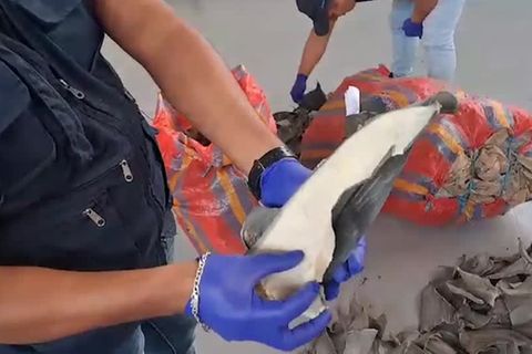 Video: Peruanische Behörden beschlagnahmen 1600 Haifischflossen