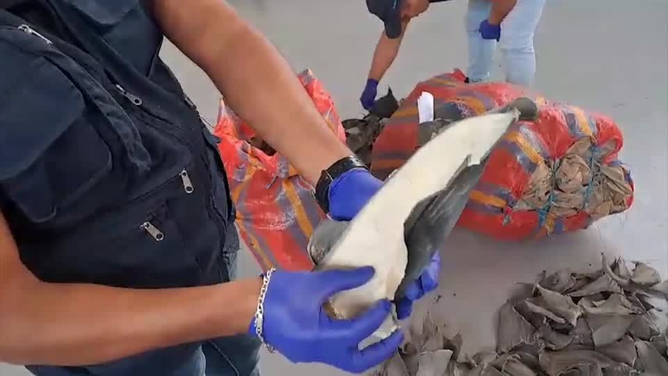 Video: Peruanische Behörden beschlagnahmen 1600 Haifischflossen